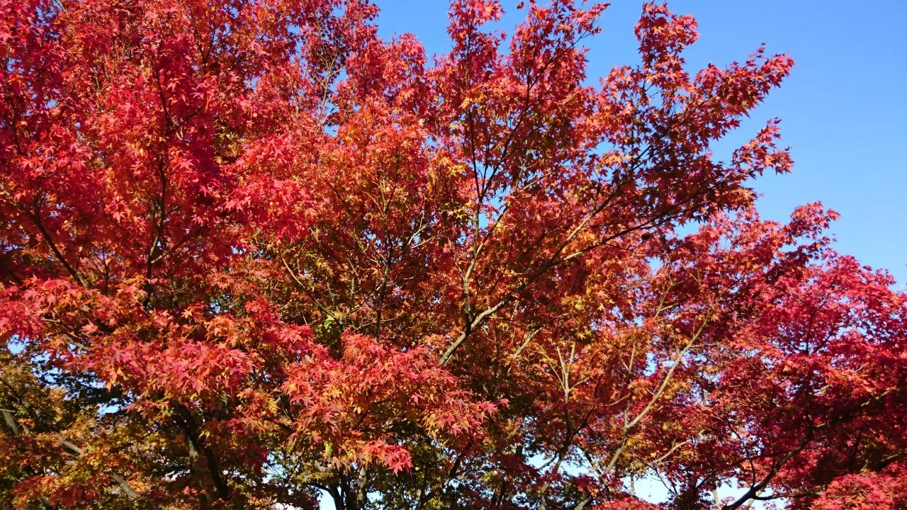 autumn leaves