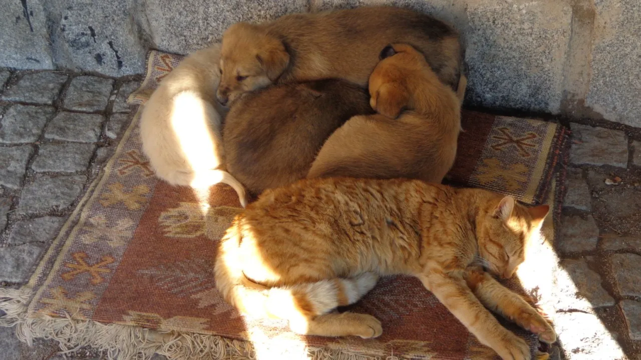 dogs and cats